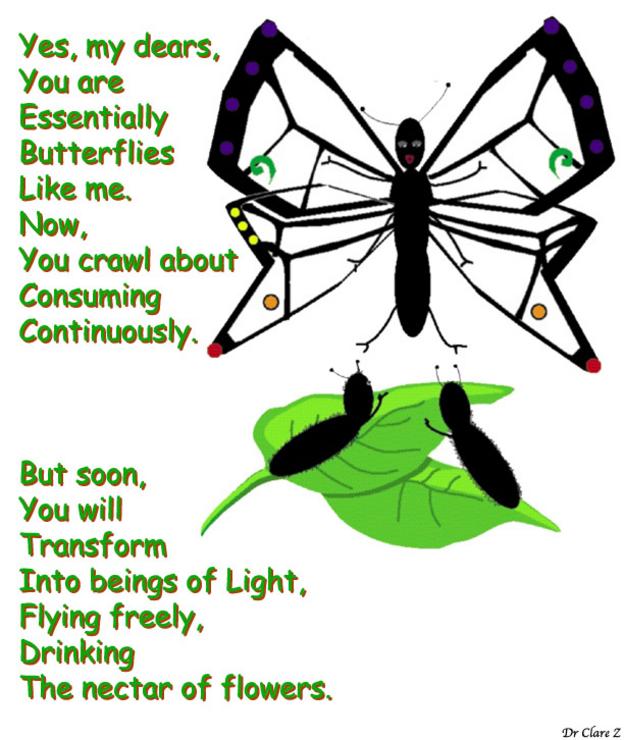 butterflies